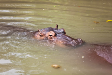 Obraz premium Big hippos