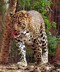 Leopard walking in cage