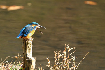 ペレットを吐き出すカワセミ