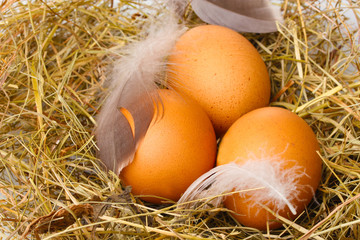 chicken eggs in a nest closeup