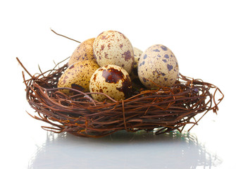 Naklejka na ściany i meble quail eggs in nest isolated on white