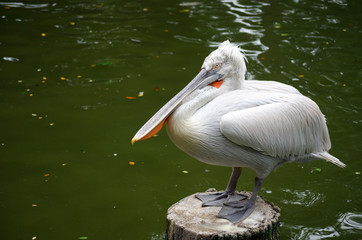 Pelican