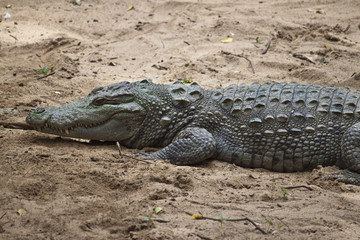 Mugger or Marsh Crocodile (Crocodylus palustris)