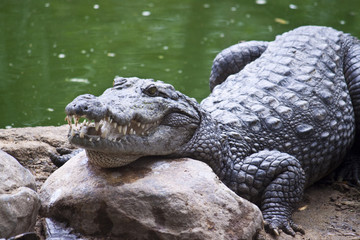 Fototapeta premium Mugger or Marsh Crocodile (Crocodylus palustris)