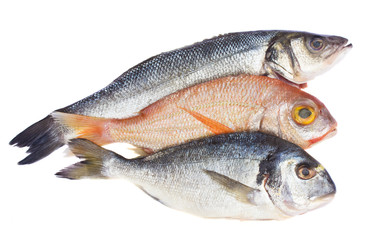 choise of fresh fish