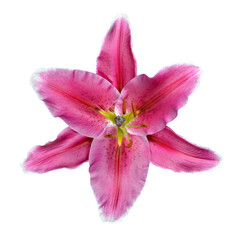 Fototapeta premium Open Pink Lily Flower Isolated on White Background