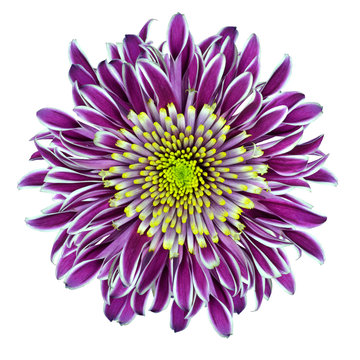 Chrysanthemum Flower Purple with Lime Green Center