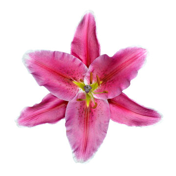 Open Pink Lily Flower Isolated on White Background