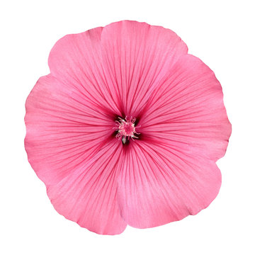 Fototapeta Pink Flower with Round Petals like Petunia