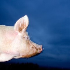 Profil de cochon