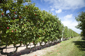 Fototapeta na wymiar Aleja jabłoni w sadzie
