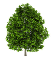 european ash tree isolated on white background