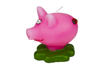 pink pig, isolated