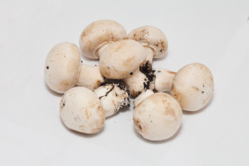 funghi champignons