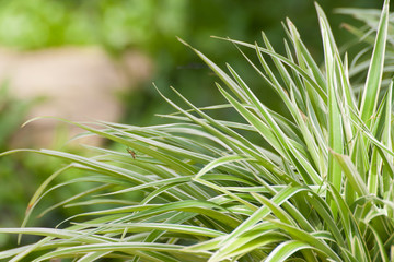 Leaves in garden at Thailand