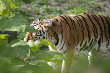Tigre parc de la Tête d'Or