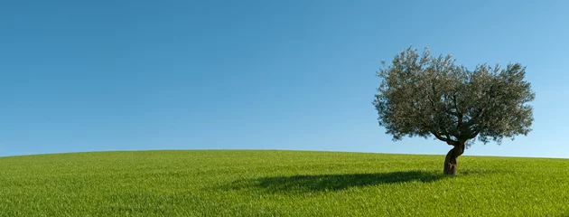 Türaufkleber Olivenbaum Panorama-Olivenbaum mit seinem Schatten