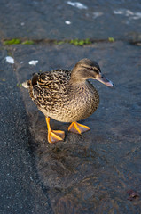 Duck