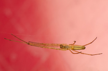 Tetragnatha