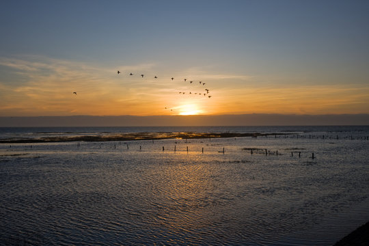 Geese flying in front of rising sun above a tidal marsh