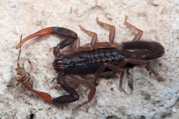 Skorpion 1