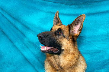 German Shepherd Dog looking very alert