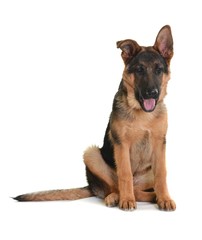 german shepherd