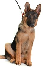 berger allemand isolé