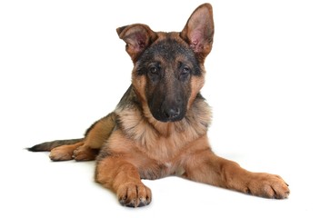 berger allemand