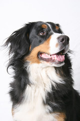 Berner Sennenhund