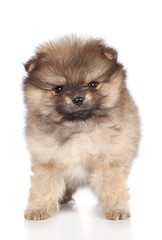 Pomeranian spitz puppy close-up portrait