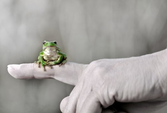 Laubfrosch