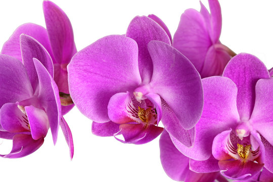 Malaienblume Phalaenopsis Hybrid