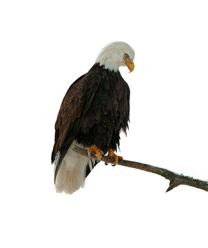 Bald Eagle Perched On Branch