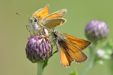 Skipper Butterlies