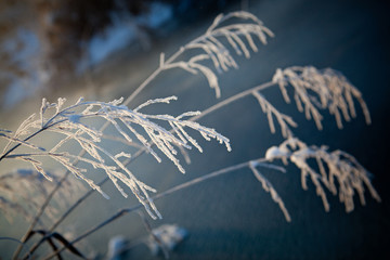 Snowflakes on branches