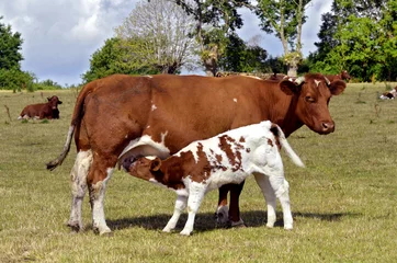 Wall murals Cow Brown cow and calf suckling in a prairie