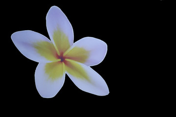 Fototapeta premium Flor en fondo negro