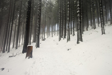 Polskie góry zimą. Beskid Żywiecki - Mała Rycerzowa. © jacekbieniek