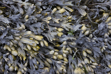 Scottish Bladderwrack 01