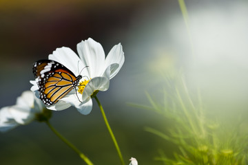 Monarch butterfly resting on a white flower
