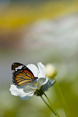 Monarch butterfly resting on a white flower