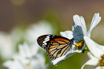 Fototapeta na wymiar Monarch butterfly resting on a white flower