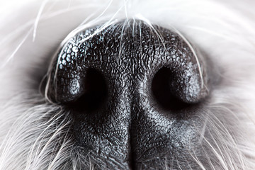 Dog nose close-up - obrazy, fototapety, plakaty