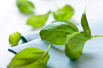 Obraz premium Basil