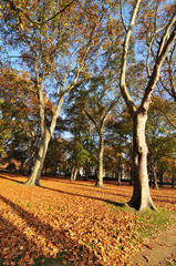 Park in autumn