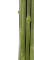Fototapeta premium Green bamboo on white