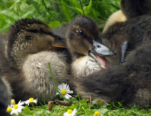 Ducklings
