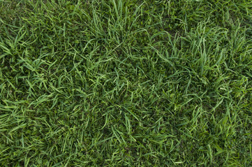 Clean green grass background