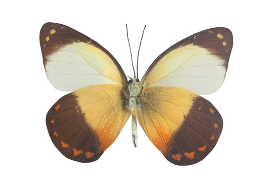 orange white black and yellow butterly